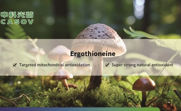 Ergotioneína: Composto antioxidante inovador para proteção celular