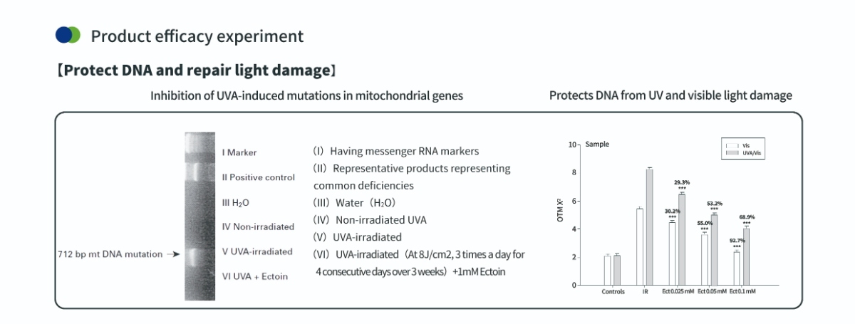 Protegendo o DNA com pó de ectoína para a pele